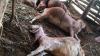 Belasan Kambing Milik Warga Gunungkidul Diserang Hewan Buas, Jeroan Hilang