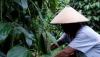 Petani Lada Putih di Kalbar Semringah, Harga Naik Nyaris 100 Persen
