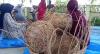 Perempuan Pidie Jaya Diberdayakan Menganyam Rotan