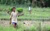 Pakar Ekonomi Pertanian Unnes Sarankan Ini ke Petani Antisipasi Dampak La Nina