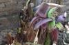 Unik, Pohon Pisang Berbuah dari Batang yang Membusuk