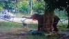  Niatnya Mau Beri Makan, Pria Tewas Diinjak-injak Gajah