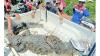 Buaya Sepanjang 4 Meter Ditangkap Warga, tapi Masih Seekor Lagi Berkeliaran