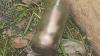 Potongan Penis dalam Toples Kaca Ditemukan Tukang Kebun Taman