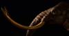 Gunakan Teknologi CRISPR, Perusahaan Ini Bakal Bawa Wolly Mammoth Kembali dari Kepunahan