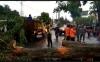 Pohon Tumbang Tutup Jalan Kompleks Rumas Dinas Pemkab Lahat 
