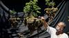 Viral Bonsai Avatar Bisa Melayang Ternyata Ada di Bali, Ini Penampakannya - Bagian 1