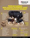 Infografis Pemkab Sleman Beri Hadiah bagi Peternak yang Sapinya Beranak Kembar
