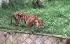 Viral Harimau di Medan Zoo Makan Rumput, Dokter Hewan: Itu Hal yang Wajar