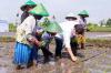 Kunjungi Petani di Klaten, Menko Airlangga Tanam Padi Hingga Celana Penuh Lumpur