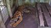 Penampakan Harimau Sumatera Kurus Memakan Rumput di Medan Zoo