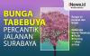 Infografis Bunga Tabebuya Percantik Jalanan Kota Surabaya