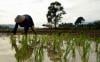 Dinas Pertanian dan Pangan Kulonprogo Targetkan Cetak Sawah Baru Seluas 50 Hektare