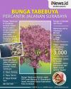 Infografis Bunga Tabebuya Percantik Jalanan Kota Surabaya