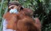 Melihat Pelepasliaran 3 Orangutan Betina di Taman Nasional Betung Kerihun Kalbar