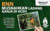 BNN Musnahkan 4 Hektare Ladang Ganja di Aceh Utara