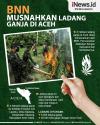 BNN Musnahkan 4 Hektare Ladang Ganja di Aceh Utara