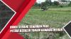 Video  Hama Serang Tanaman Padi, Petani di Tuban Beralih Tanam Bawang Merah
