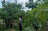 Cari Pakan Ternak, Kakek di Gunungkidul Tewas Jatuh dari Pohon Setinggi 8 Meter 