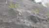 Kelaparan, Kawanan Monyet Ekor Panjang Turun Gunung ke Waduk Cirata Purwakarta