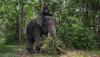 Begini Momen Pawang bersama Gajah di Taman Nasional Way Kambas