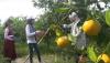 Pandemi Covid-19, Warga Magelang Ini Sulap Kebun Jeruk Jadi Lokasi Wisata Petik Buah