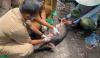 Wabah African Swine Fever di Kalbar Meluas, 2.965 Ekor Babi Mati