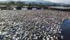 Kematian Ikan Massal di Waduk Cirata Meluas hingga Purwakarta dan KBB