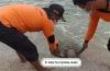 Penyu Seberat 35 Kg Ditemukan Mati di Pantai Sepanjang Gunungkidul