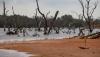 37.364 Hektare Hutan Mangrove di Kepulauan Riau Rusak akibat Pembukaan Lahan Baru - Bagian 1