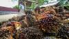 Harga TBS Kelapa Sawit Naik, Petani Peroleh Rp12 Juta Sebulan