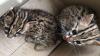 Warga Medan Serahkan Sepasang Kucing Kuwuk ke BBKSDA Sumut