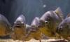  Tragis, Pria Ini Tewas Diterkam Ikan Piranha Nekat Nyebur Danau karena Dikejar Lebah