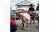 Sapi yang Dinaiki Ngamuk, Putra Bupati Sleman Jatuh Terpelanting