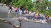 Heboh, Ikan Paus Sepanjang 12 Meter Mati Terdampar di Pantai Kelapa Satu Sarmi