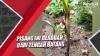 Aneh, Pisang Ini Berbuah dari Tengah Batang