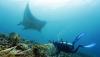 Menyelam bersama Kumpulan Pari Manta di Raja Ampat Papua - Bagian 2