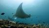 Menyelam bersama Kumpulan Pari Manta di Raja Ampat Papua - Bagian 3