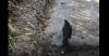 Mengenal Anis Gading, Burung Misterius Penunjuk Jalan di Gunung Lawu