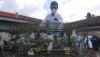 71 Burung Jalak Bali Hasil Penangkaran Dilepas ke Taman Nasional Bali Barat - Bagian 3