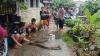 Ular Piton Masuk Pekarangan Rumah Warga saat Banjir Rob di Pangkalpinang
