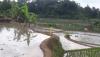 Sebagian Besar Sawah Abadi di Kota Bandung Beralih Fungsi, Ini Penjelasan Pemkot 