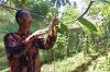 Seharga Emas, Dinas Pertanian dan Pangan Kulonprogo Genjot Produksi Vanili