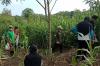 54 Hektare Lahan Jagung di Gunungkidul Diserang Hama Tikus