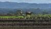 Petani Desa Darmaraja Ciamis Masih Gunakan Kerbau untuk Membajak Sawah - Bagian 2