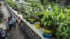 Konsep Urban Farming Solusi Lahan Terbatas Masyarakat Perkotaan - Bagian 2
