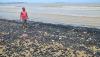 Penampakan Pantai Sekembu Jepara Tercemar Tumpukan Batu Bara - Bagian 2