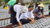 Presiden Jokowi dan Ibu Negara Tanam Bawang di Food Estate Desa Bansari Jateng - Bagian 1