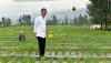 Presiden Jokowi dan Ibu Negara Tanam Bawang di Food Estate Desa Bansari Jateng - Bagian 4
