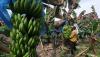 Panen Pisang Cavendish, Dijual Rp70.000 per Tandan - Bagian 1
